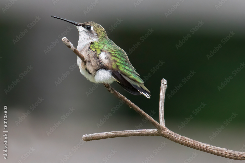 Fototapeta premium female ruby throated hummingbird with fluffed up feathers