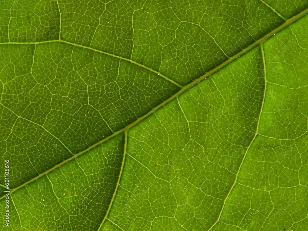 Fresh green leaves branch isolated on white background Fresh green leaves branch isolated on white background