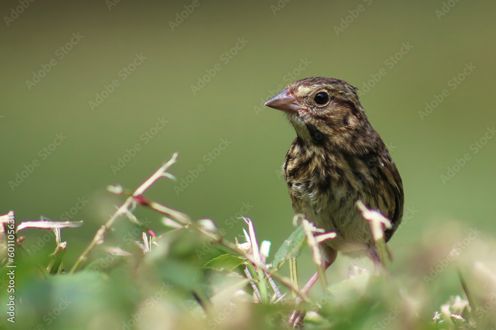 Fototapeta premium small sparrow sitting in the weeds