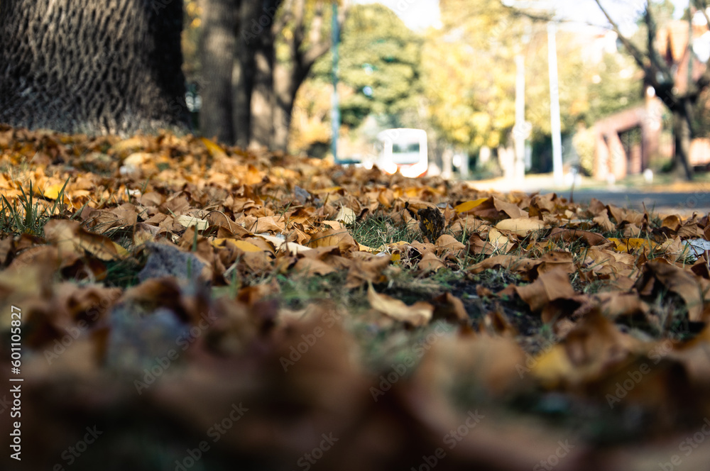 Dry leaves on the sidewalk with a diffuse bus on the street as a background Dry leaves on the sidewalk with a diffuse bus on the street as a background