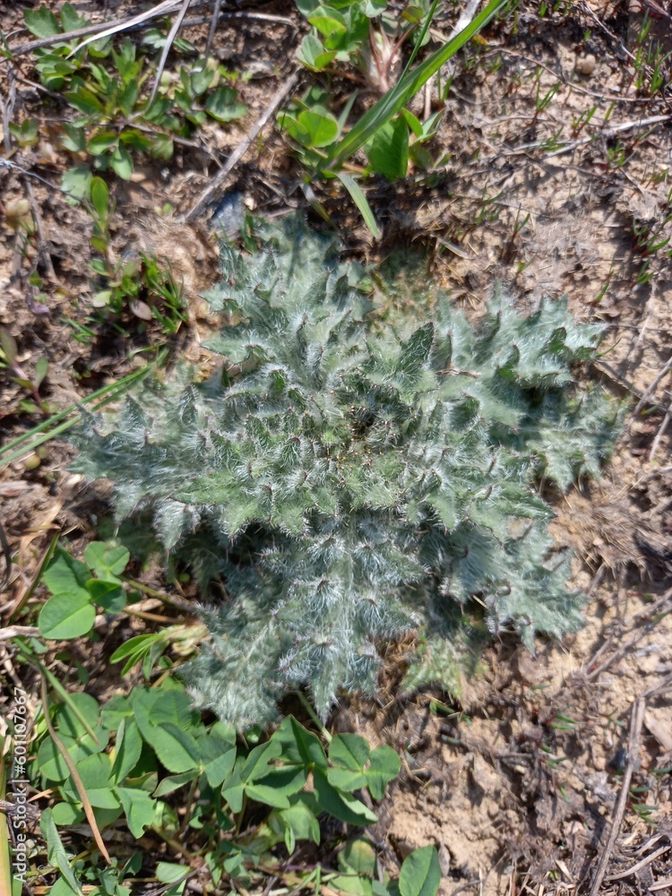 Thorny thistle leaves in the form of rays Thorny thistle leaves in the form of rays