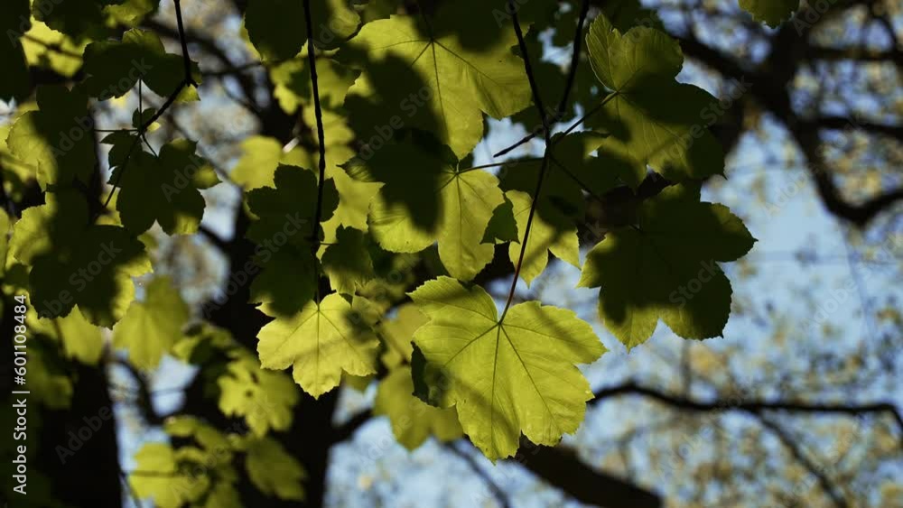 Fresh green leaves sway in the wind. Fresh green leaves sway in the wind.