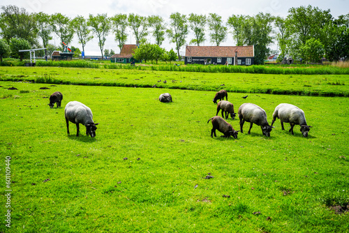 Farm in Netherlands