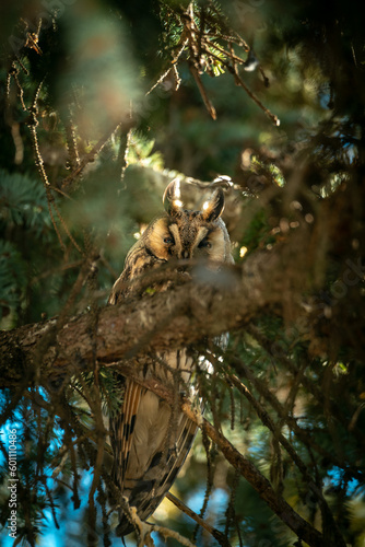 Long-eared owl  Asio otus . This kind of owl like to live near by people in winter time.