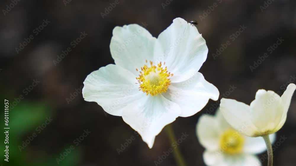 Close-up of white flowers blooming. Branch with white flowers spring garden. Close shot Close-up of white flowers blooming. Branch with white flowers spring garden. Close shot