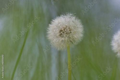 Dandelion clock in the meadow