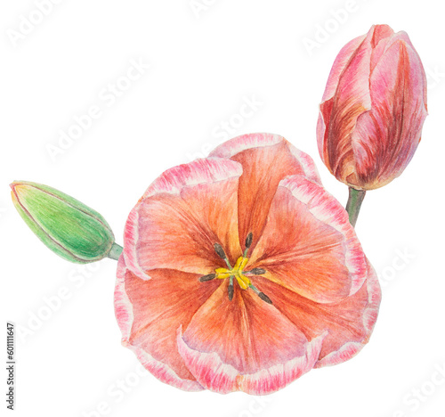 Watercolor realistic botanical illustration of pink tulips isolated on white background for your design, wedding print products, paper, invitations, cards, fabric, posters