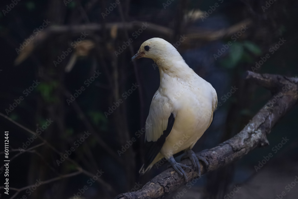 The pied imperial pigeon bird is rest in the garden The pied imperial pigeon bird is rest in the garden