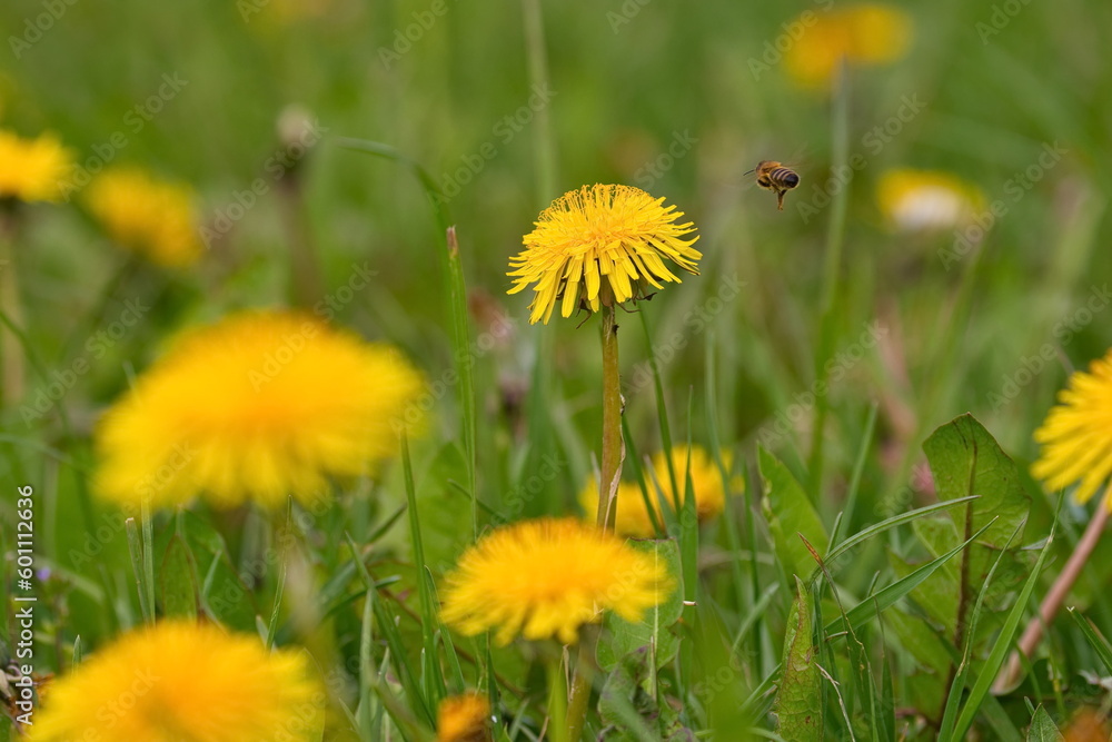 Bee on his flightpath to dandelion Bee on his flightpath to dandelion