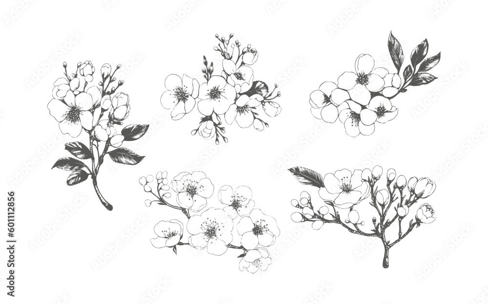 Modern minimalist hand drawn line ink style.Sketch drawing of sakura flowers and leaves.Illustration of cherry blossoms on white background.