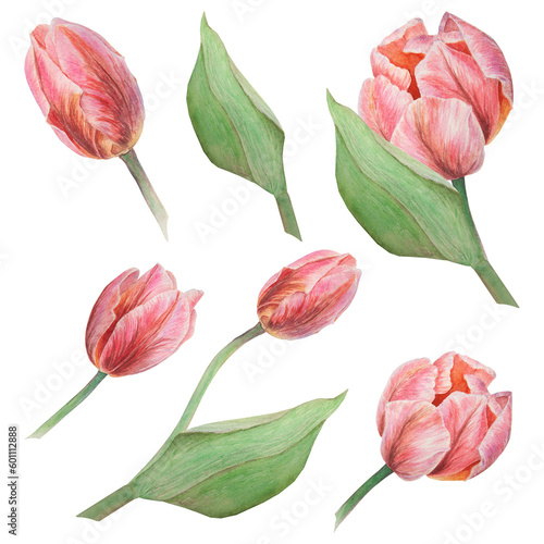 Watercolor realistic botanical set of pink tulips illustrations isolated on white background for your design  wedding print products  paper  invitations  cards  fabric  posters
