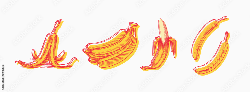 Banana fruit and palm leaves. Hand drawn with ink in vintage style. Linear graphic design. Detailed vegetarian food. Vector illustration for label, poster, print Banana fruit and palm leaves. Hand drawn with ink in vintage style. Linear graphic design. Detailed vegetarian food. Vector illustration for label, poster, print