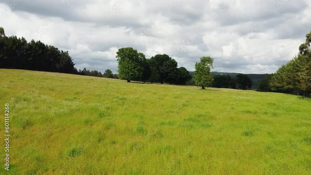 Drone shot. Crane movement going up. Tree in green field. Forest. Mountains and clouds Drone shot. Crane movement going up. Tree in green field. Forest. Mountains and clouds