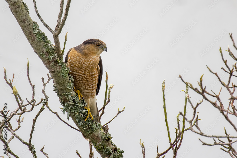 Obraz premium Cooper's hawk up in the tree branches