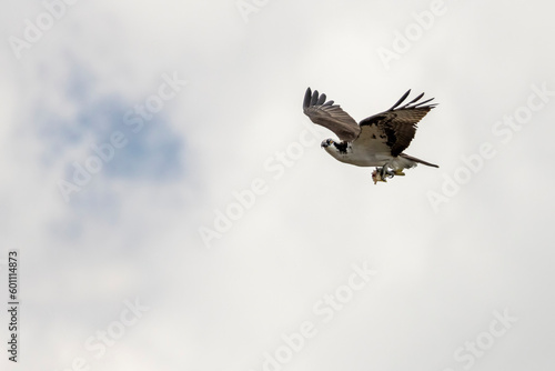 Osprey flying with dead fish