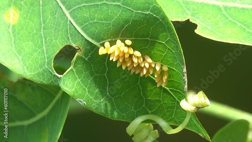 Group of butterfly eggs on a leaf photo