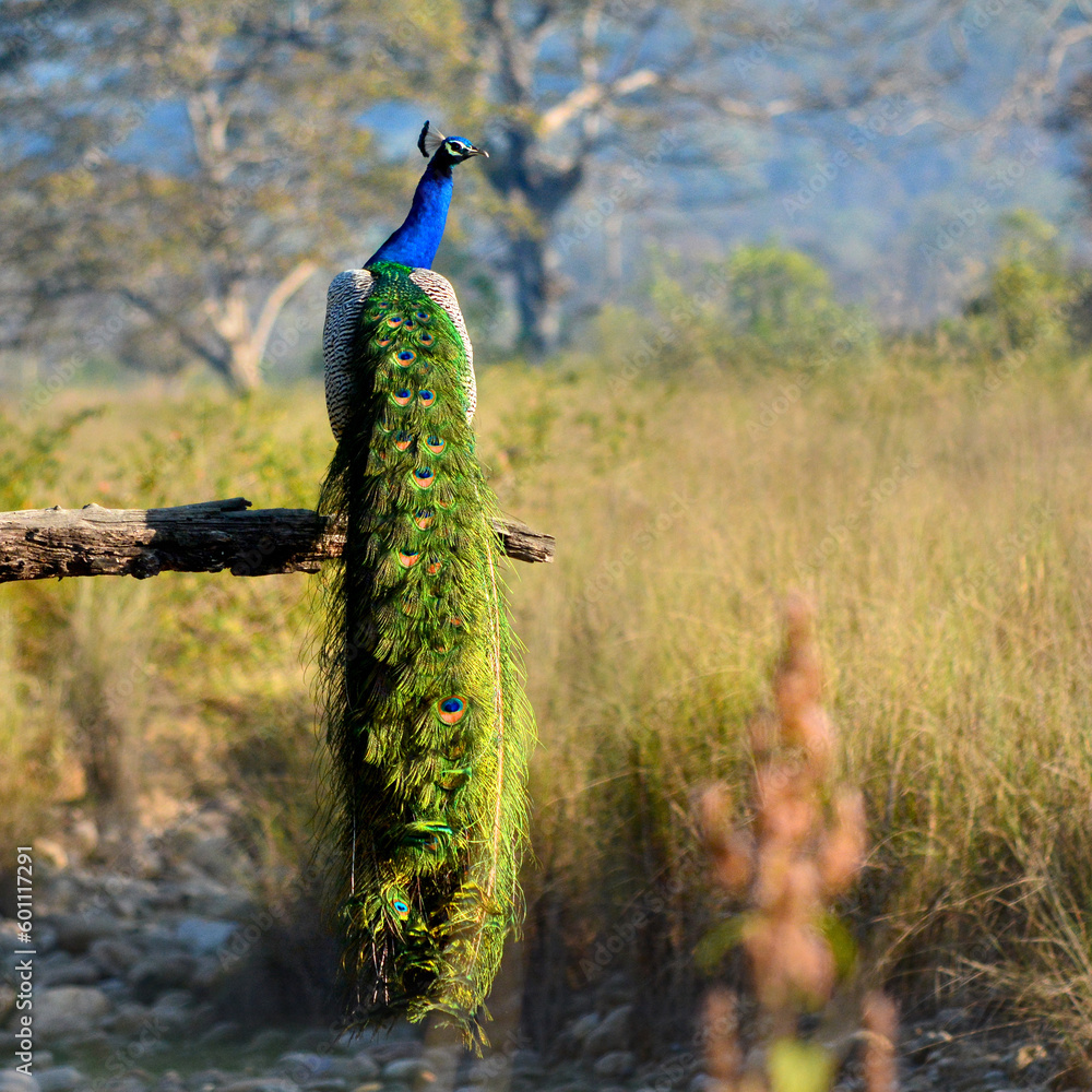 Fototapeta premium Indian Peacock on a Branch, Kalesar national Park, Yumana Nagar, Harayana, India