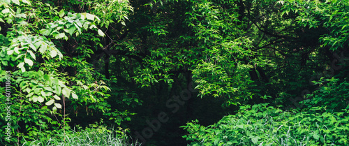 Fotografie Scenic natural green background of lush thickets in sunlight