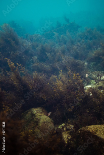 Algae on the stones look like trees. The bottom of the sea bay. Underwater world. Fishing harbor. Light blue water in the sea. The kingdom of Poseidon. Large seaweed.