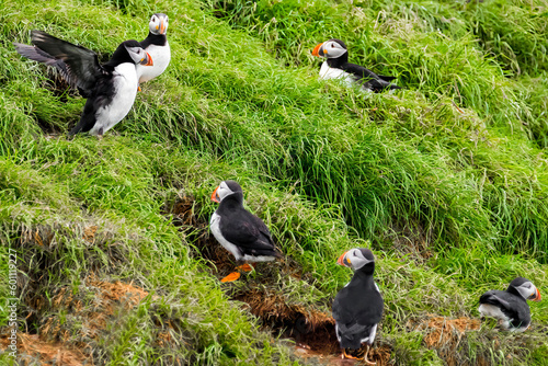 Puffins sitting on a grassy hill