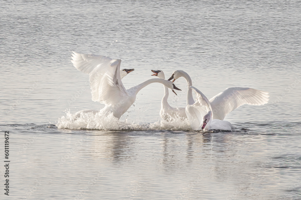 Fototapeta premium Closeup wo wild swans fighting