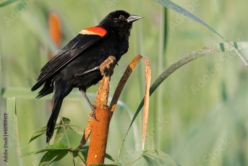 Canvas Print Red wing blackbird on cat tail