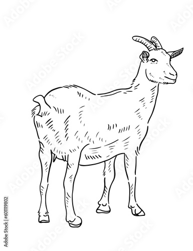 goat vector line art for eid adha