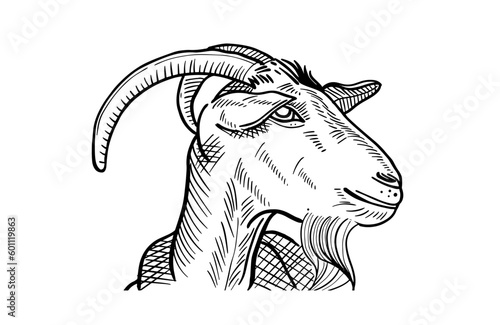 goat vector line art for eid adha