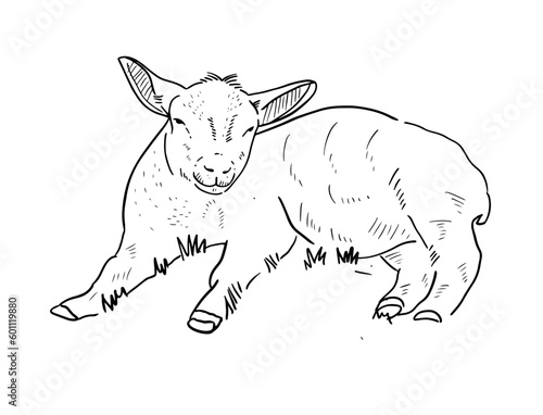 goat vector line art for eid adha