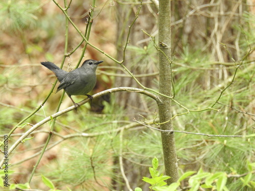 Gray catbird perched on a thin branch in the woodlands of the Michaux State Forest, Fayetteville, Franklin County, Pennsylvania. photo