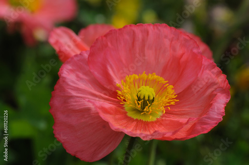 red poppy flower in garden © UA_Color