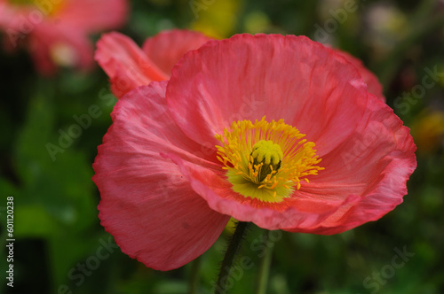 red poppy flower in field