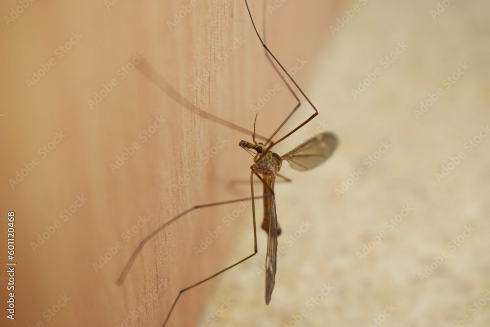 Long-legged mosquito close-up on a wooden surface. Long-legged mosquito close-up on a wooden surface.