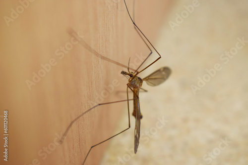 Long-legged mosquito close-up on a wooden surface.