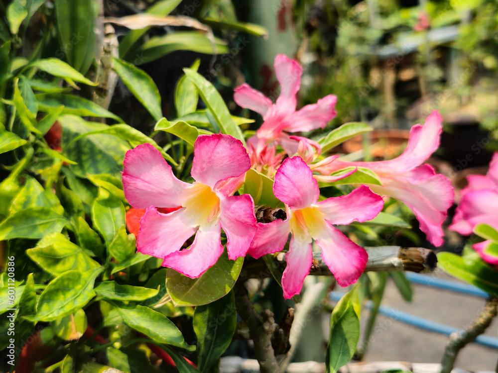 Obraz premium Adenium flower in bhuddist temple.