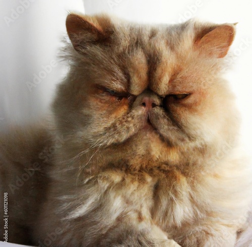 persian cat portrait. Generative ai.