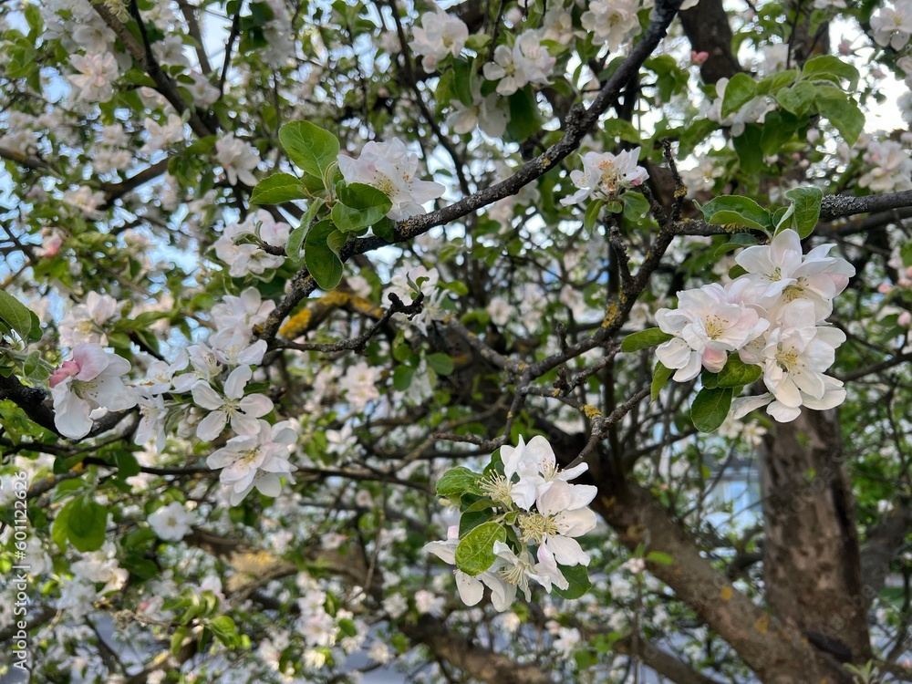 apple tree blossom apple tree blossom