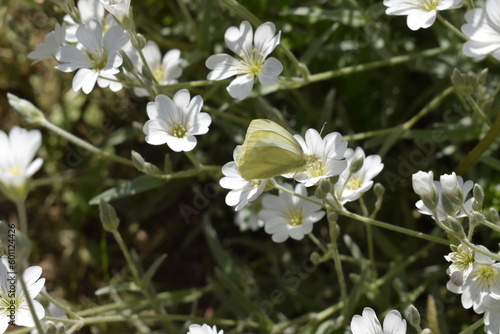 White butterfly 