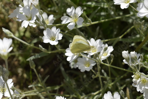 White butterfly "cabbage" among the blooming yaskolka.