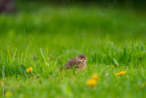 a young house sparrow is sitting on the green lawn with buttercups at a rainy spring day © Chamois huntress