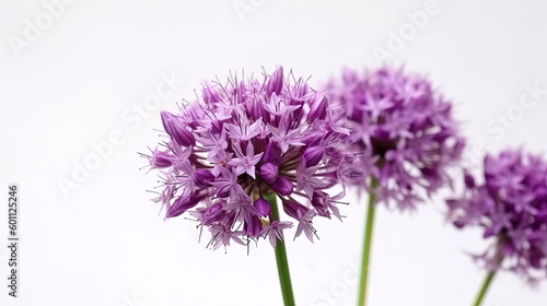 Purple allium flower on white background   luxury floral background  card. Generative AI.