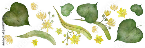 Linden flower watercolor illustration isolated on white background with green leaves