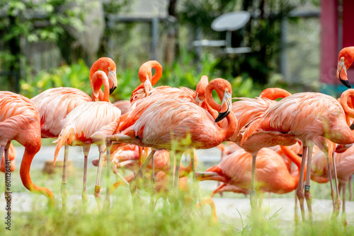 flamingos in zoo