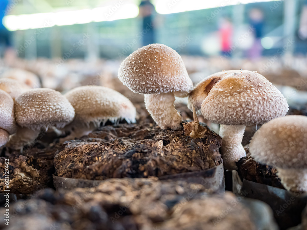 Organic oyster mushrooms growing on a mushrooms farm at Thailand