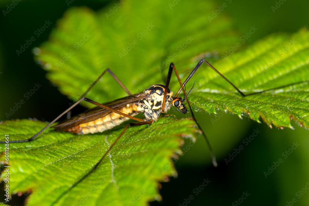 A cranefly, Nephrotoma quadrifaria, early example on a leaf in Spring. A cranefly, Nephrotoma quadrifaria, early example on a leaf in Spring.