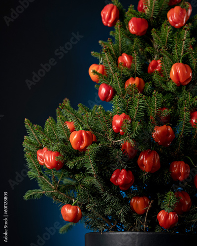 Christmas tree in vase decorated fresh with red habanero peppers. Ecological decoration. Preservation of nature. Protection of ecology. Coniferous tree seedling. Dark blue background. Close-up. 