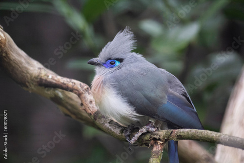 Close-up view of a Crested coua. The Coua cristata ist sitting on a branch.