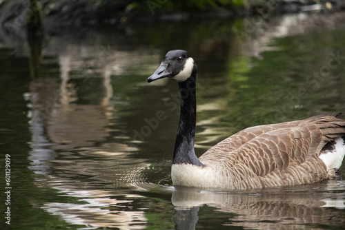 The Canada goose, sometimes called Canadian goose. Branta canadensis