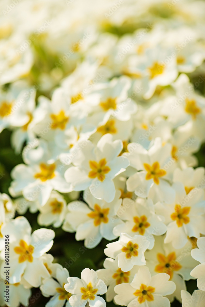 white primrose in the garden white primrose in the garden