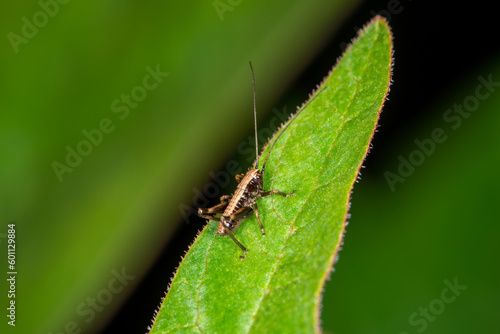 The nymph (Instar) of the dark bush cricket Pholidoptera griseoaptera walking round a leaf in Spring